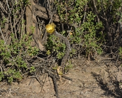 Pterocactus tuberosus