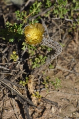 Pterocactus tuberosus
