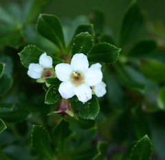 Escallonia virgata