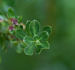 Escallonia virgata