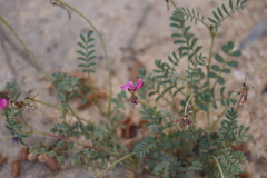 Indigofera humifusa