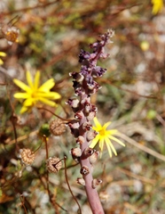 Lachenalia membranacea