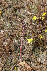 Lachenalia membranacea