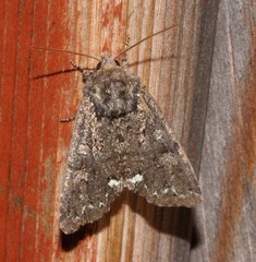 Melanchra pulverulenta