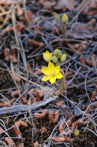 Image of Ornithogalum rupestre by (c) Tony Rebelo, some rights reserved (CC BY-SA)