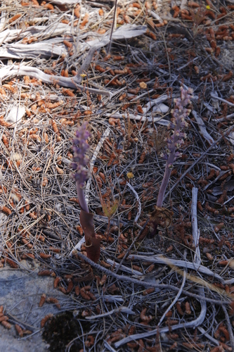 Image of Lachenalia elegans by (c) Tony Rebelo, some rights reserved (CC BY-SA)