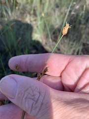 Fimbristylis tristachya