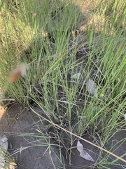 Fimbristylis tristachya