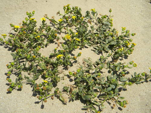 Image of Senecio maritimus by no rights reserved