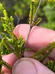 Micromyrtus littoralis