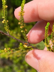 Micromyrtus littoralis
