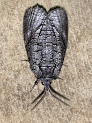Culama australis