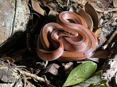 Oreocryptophis porphyraceus