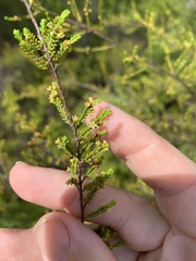 Micromyrtus littoralis