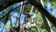 Colluricincla boweri