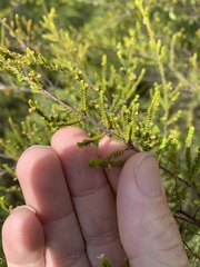 Micromyrtus littoralis