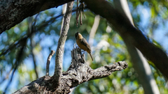 Colluricincla boweri