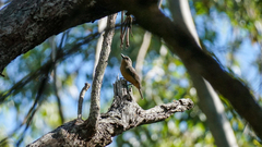 Colluricincla boweri