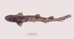 Asymbolus rubiginosus
