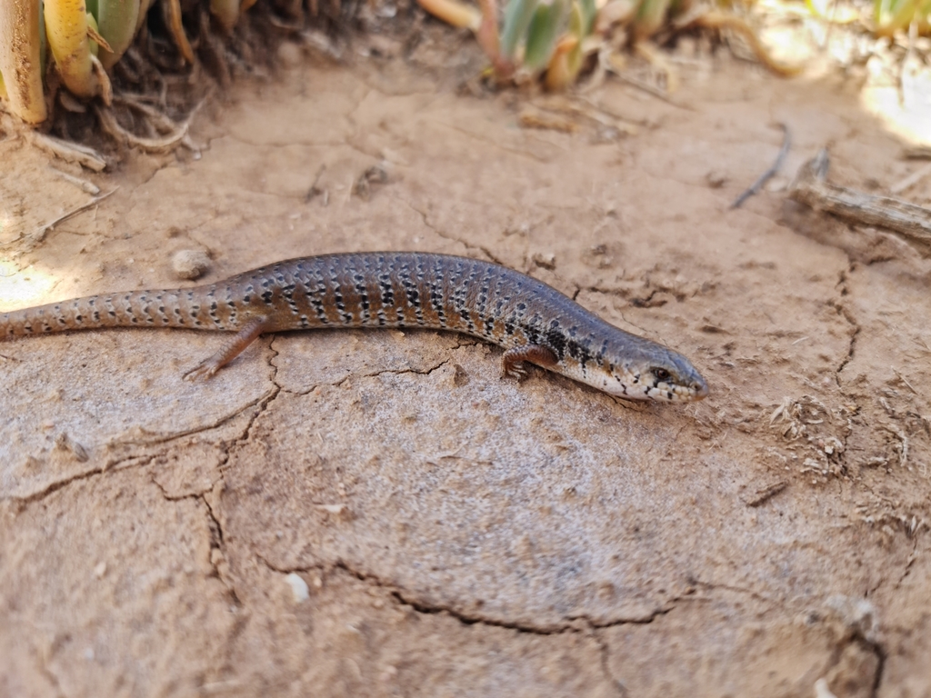 Slender Bluetongue