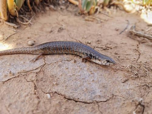 Slender Bluetongue