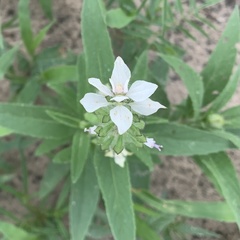 Syncolostemon bracteosus