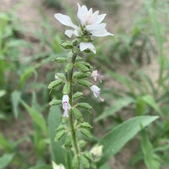 Syncolostemon bracteosus