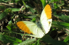 Colotis auxo
