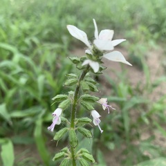 Syncolostemon bracteosus
