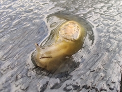Hyalimax perlucidus