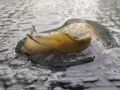 Hyalimax perlucidus