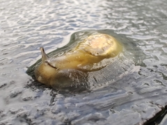 Hyalimax perlucidus