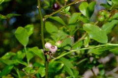 Monilinia vaccinii-corymbosi