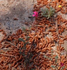 Indigofera humifusoides