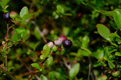 Monilinia vaccinii-corymbosi
