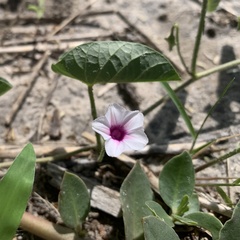 Ipomoea sinensis blepharosepala