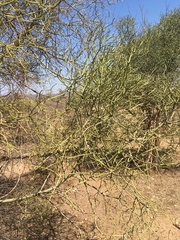 Euphorbia tirucalli