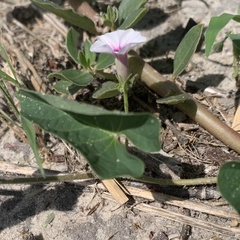 Ipomoea sinensis blepharosepala