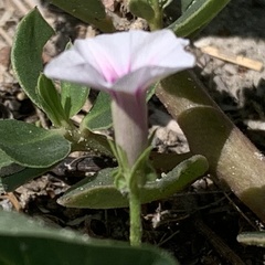 Ipomoea sinensis blepharosepala