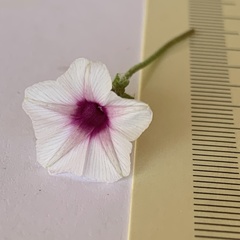 Ipomoea sinensis blepharosepala
