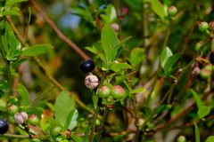 Monilinia vaccinii-corymbosi