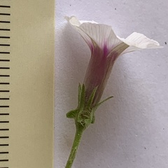 Ipomoea sinensis blepharosepala