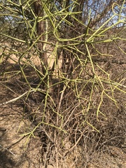 Euphorbia tirucalli
