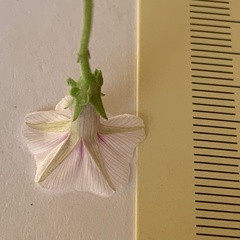 Ipomoea sinensis blepharosepala