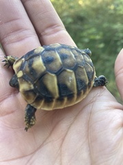 Testudo hermanni