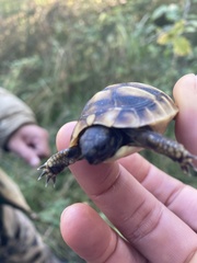 Testudo hermanni
