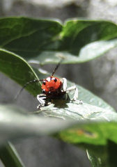 Cacoscelis nigripennis