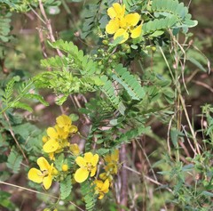 Senna auriculata