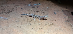 Rhynchoedura eyrensis