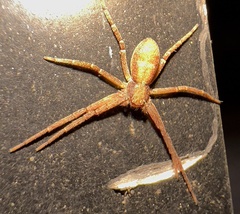 Philodromus rufus